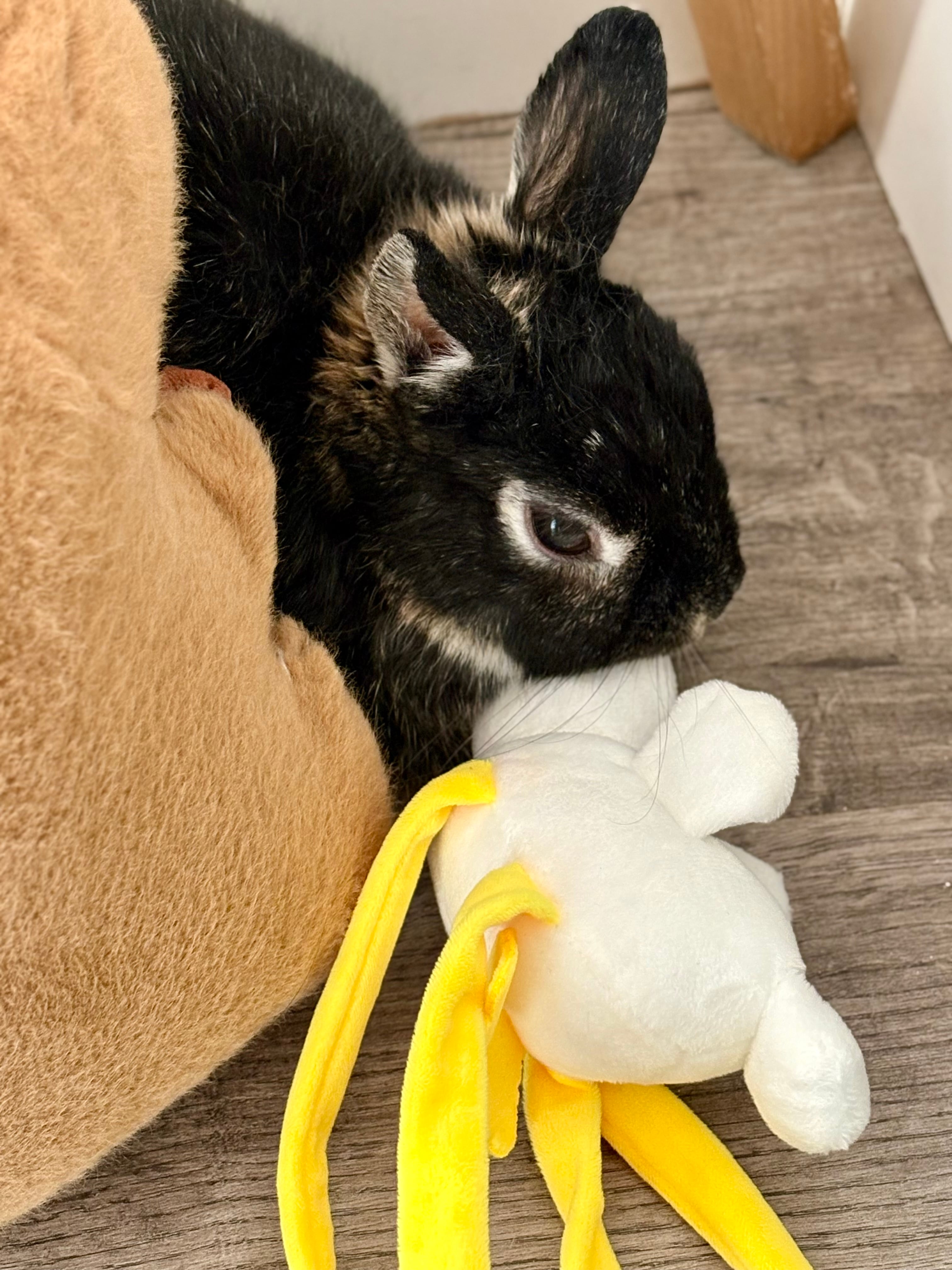 Photo of my bunny Alexa